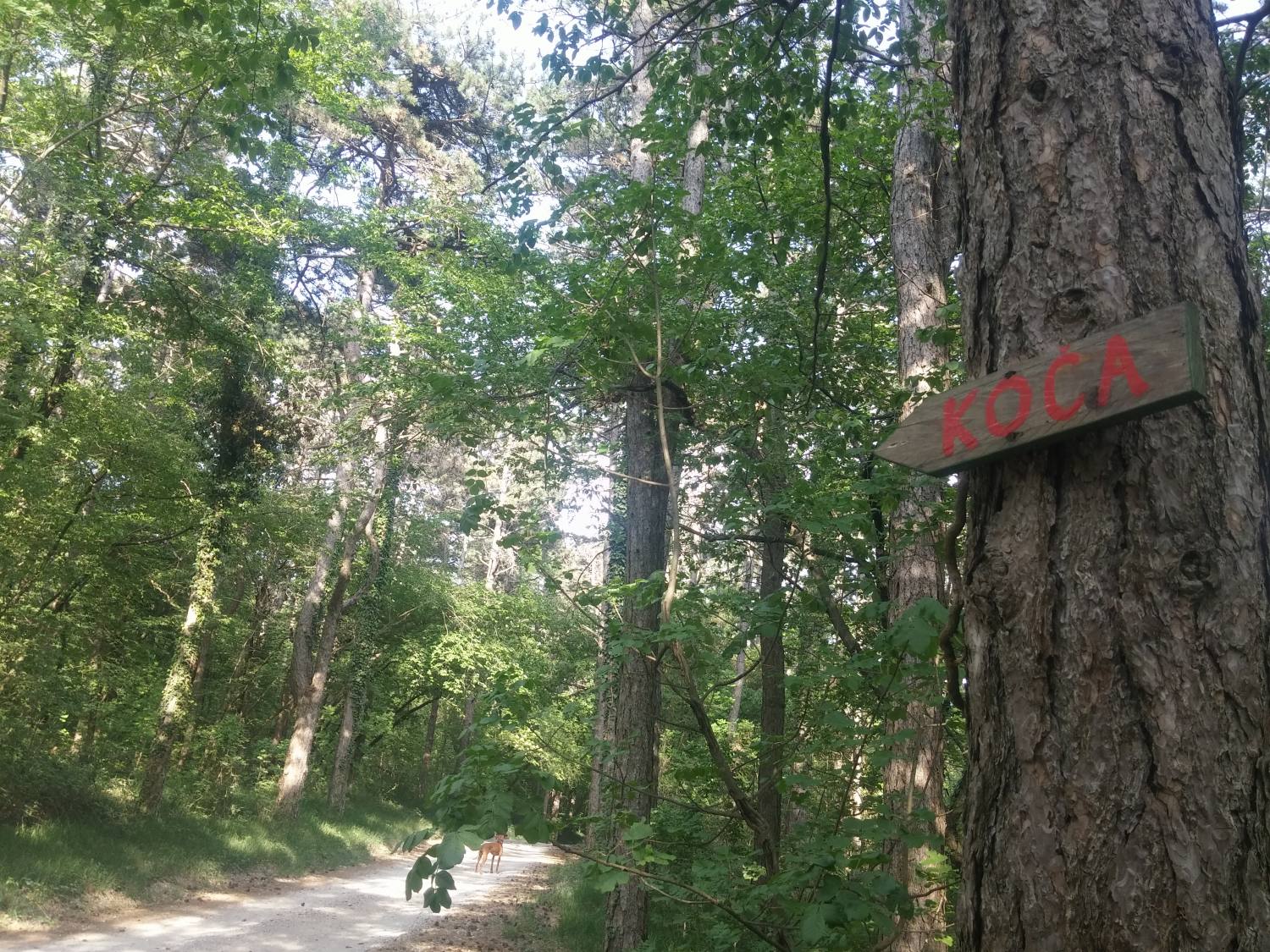 Hrib Trstelj na Krasu 817