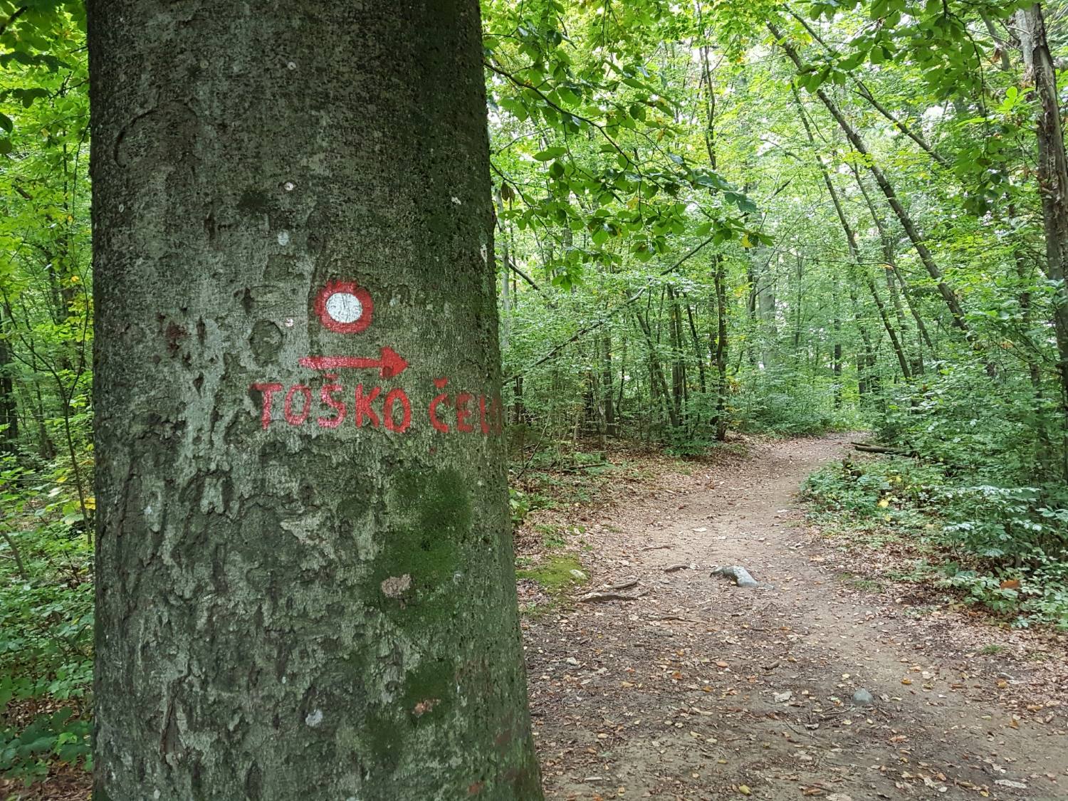 Toško čelo 563