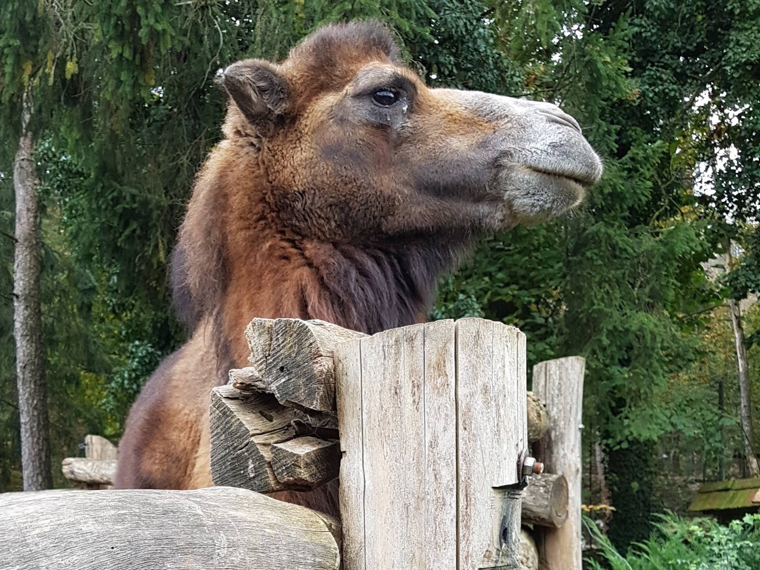 Zoo park Rožman 1329