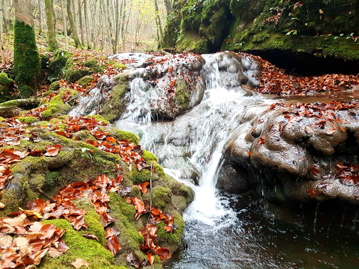 Učna pot Divji potok 2268