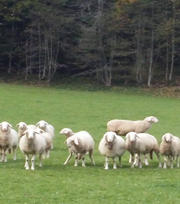 Jezersko-Ravenska Kočna 426