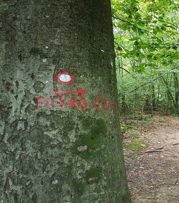 Toško čelo 559