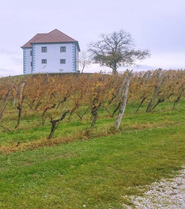 Zlati Grič-krožna pot med vinogradi 594