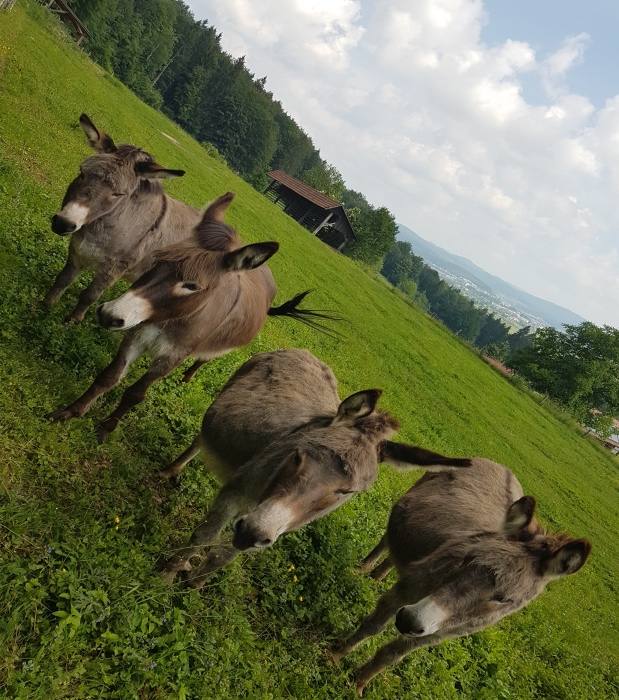Po sledeh vodomca- Cerovo 619